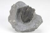 Coltraneia Trilobite Fossil - Huge Faceted Eyes #208933-1